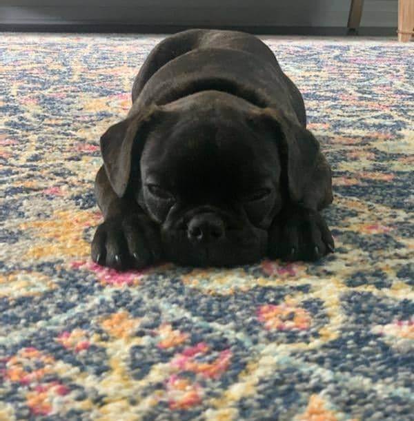 Black puppy laying on clean carpet